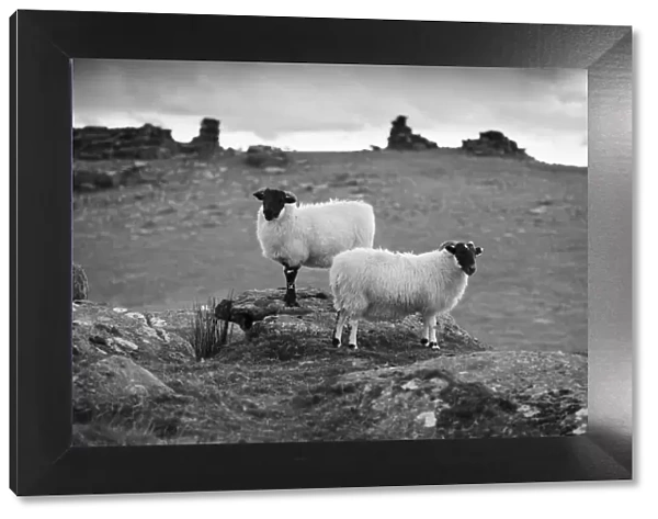 Two white sheep below Staple Tor near Merrivale, Dartmoor National Park, Devon, England