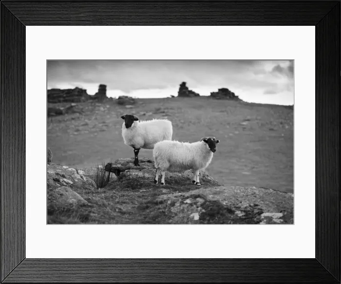 Framed Print : Two white sheep below Staple Tor near Merrivale, Dartmoor National Park, Devon, England