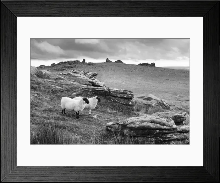Framed Print : Two white sheep below Staple Tor near Merrivale, Dartmoor National Park, Devon, England Framed Print : Two white sheep below Staple Tor near Merrivale, Dartmoor National Park, Devon, England