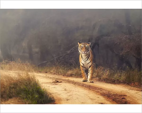 Royal Bengal Tiger at Ranthambore National Park, Rajasthan, India, Asia