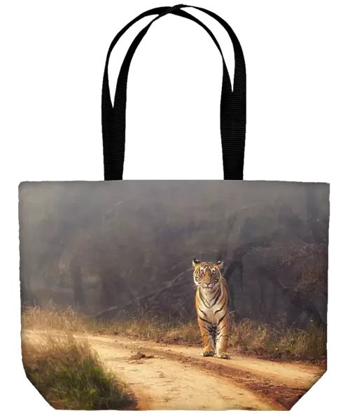 Royal Bengal Tiger at Ranthambore National Park, Rajasthan, India, Asia