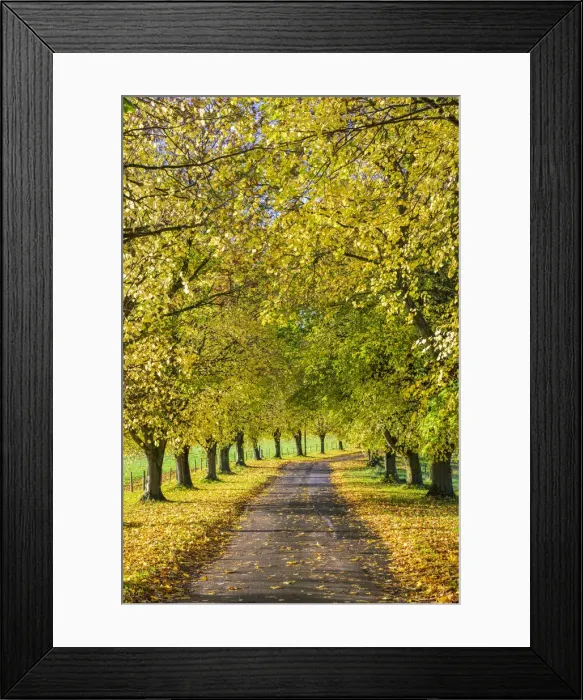 Framed Print : Avenue of autumn beech trees with colourful yellow leaves, Newbury, Berkshire, England Framed Print : Avenue of autumn beech trees with colourful yellow leaves, Newbury, Berkshire, England