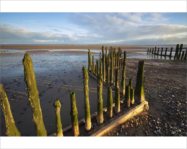 Rotting upright wooden posts of old sea defences on Winchelsea beach, Winchelsea