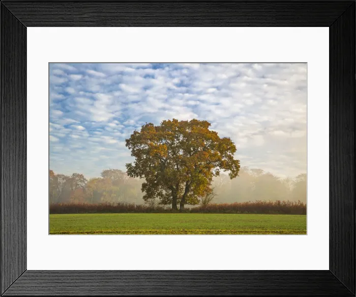 Framed Print : Autum leaves on oak tree in morning mist, Highclere, Hampshire, England, United Kingdom Framed Print : Autum leaves on oak tree in morning mist, Highclere, Hampshire, England, United Kingdom