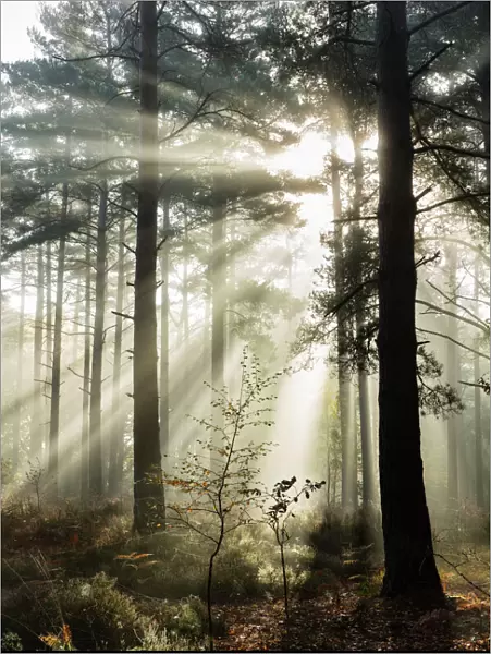 Rays of sun breaking through mist in woodland of scots pine trees, Newtown Common