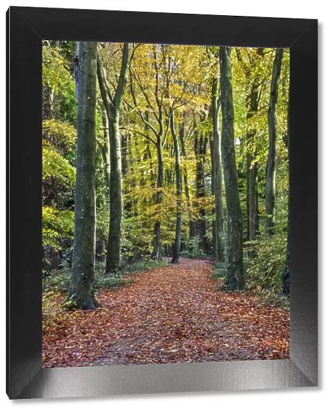 Footpath leading through beech tree woodland, Basingstoke, Hampshire, England