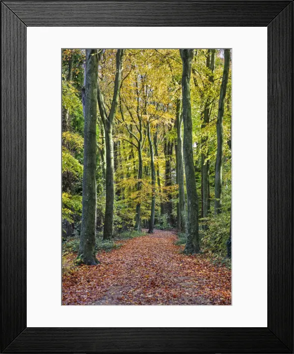 Framed Print : Footpath leading through beech tree woodland, Basingstoke, Hampshire, England Framed Print : Footpath leading through beech tree woodland, Basingstoke, Hampshire, England