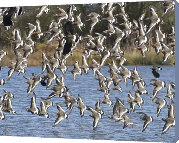Black-tailed godwit (Limosa limosa) flock flying low over a shallow lake, Gloucestershire