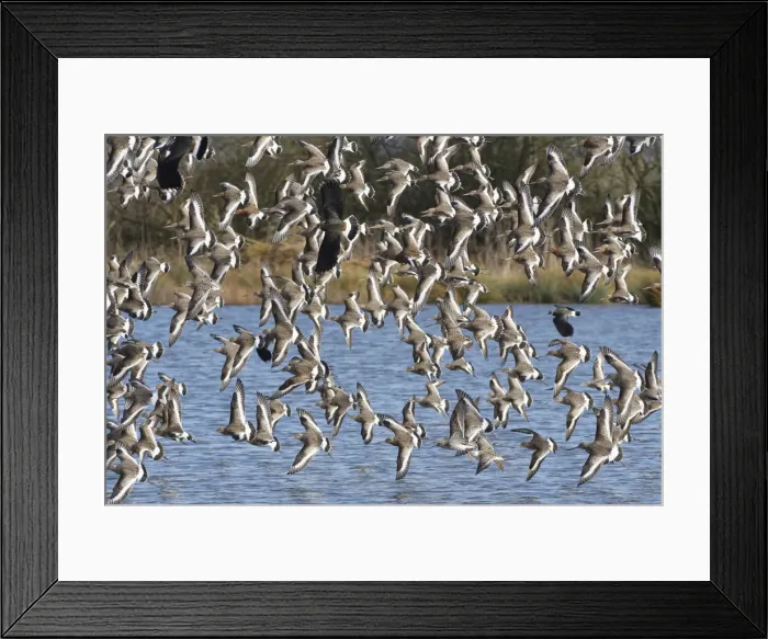 Framed Print : Black-tailed godwit (Limosa limosa) flock flying low over a shallow lake, Gloucestershire Framed Print : Black-tailed godwit (Limosa limosa) flock flying low over a shallow lake, Gloucestershire