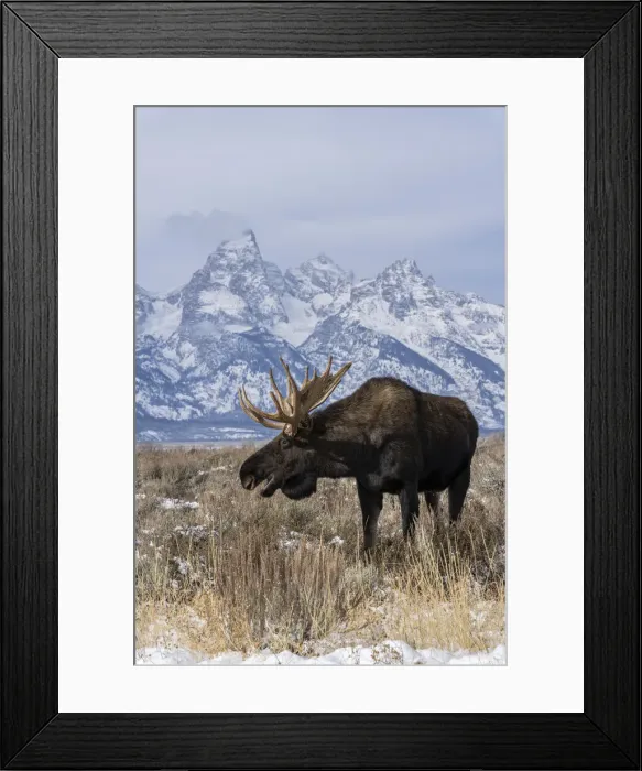 Framed Print : Vertical of bull moose (Alces alces), in front Grand Teton peak Framed Print : Vertical of bull moose (Alces alces), in front Grand Teton peak