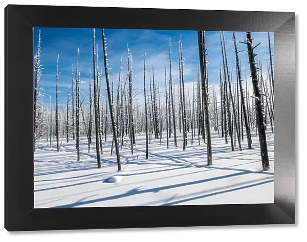 Trees and shadows in the snow, Yellowstone National Park, UNESCO World Heritage Site