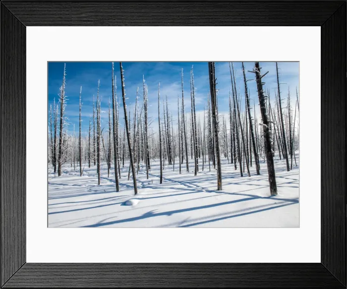 Framed Print : Trees and shadows in the snow, Yellowstone National Park, UNESCO World Heritage Site Framed Print : Trees and shadows in the snow, Yellowstone National Park, UNESCO World Heritage Site
