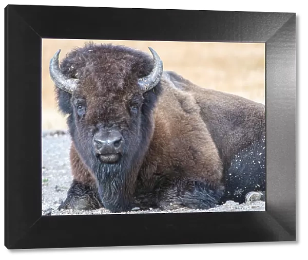 Close up of American Bison, Yellowstone National Park, UNESCO World Heritage Site