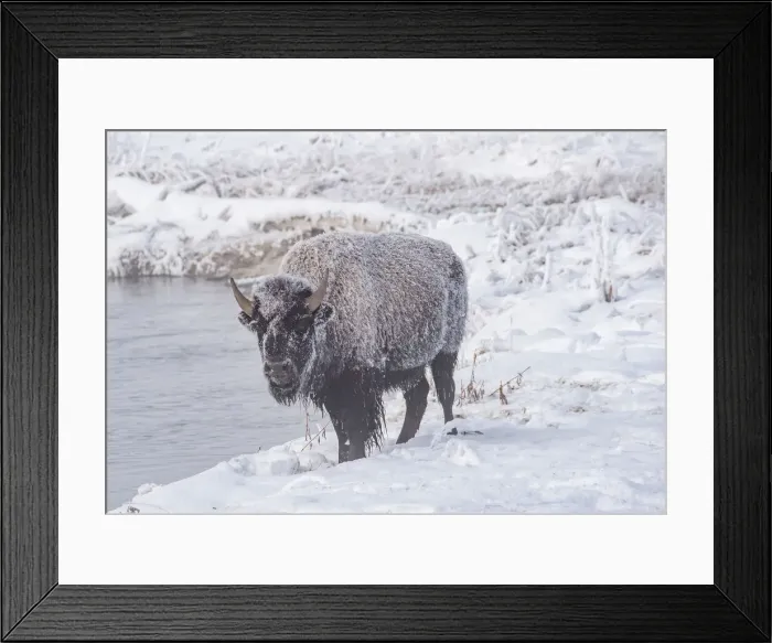 Framed Print : Frozen bison (Bison bison), on a river bank, Yellowstone National Park Framed Print : Frozen bison (Bison bison), on a river bank, Yellowstone National Park