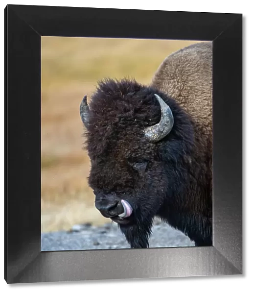American Bison (Bison bison), profile sticking out tongue, Yellowstone National Park