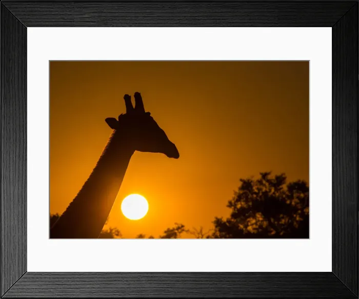 Framed Print : Silhouette of giraffe (Giraffa), with setting sun, South Luangwa National Park, Zambia Framed Print : Silhouette of giraffe (Giraffa), with setting sun, South Luangwa National Park, Zambia