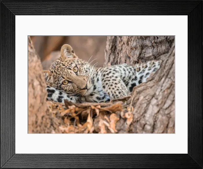 Framed Print : Young leopard resting in a tree, South Luangwa National Park, Zambia, Africa Framed Print : Young leopard resting in a tree, South Luangwa National Park, Zambia, Africa