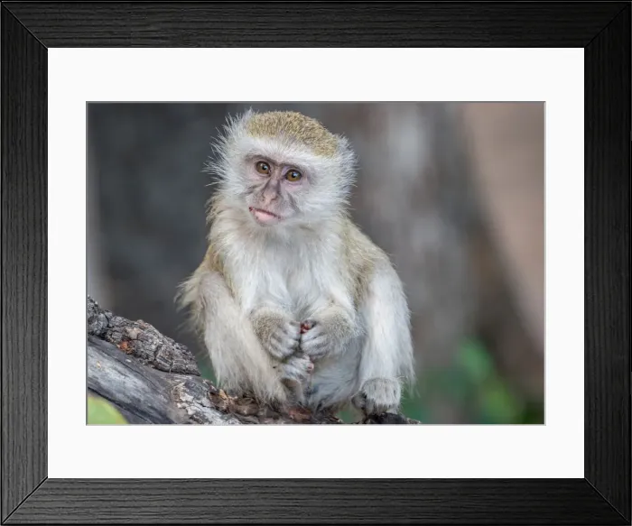 Framed Print : Portrait of young vervet monkey (Chlorocebus pygerythrus), on a branch Framed Print : Portrait of young vervet monkey (Chlorocebus pygerythrus), on a branch