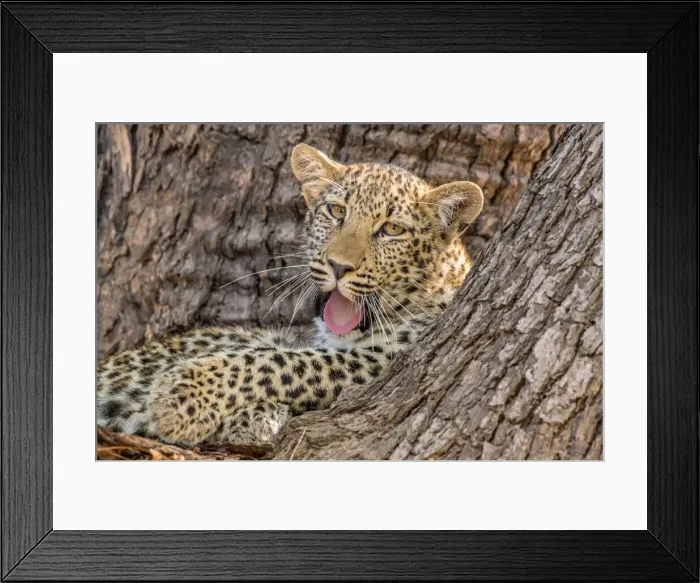 Framed Print : Young leopard (Panthera pardus), yawning in a tree, South Luangwa National Park, Zambia Framed Print : Young leopard (Panthera pardus), yawning in a tree, South Luangwa National Park, Zambia