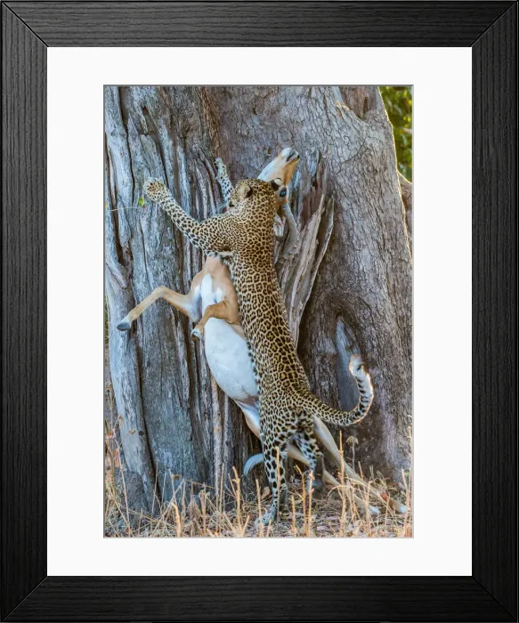 Framed Print : Leopard (Panthera pardus), taking impala (Aepyceros melampus) up into tree Framed Print : Leopard (Panthera pardus), taking impala (Aepyceros melampus) up into tree