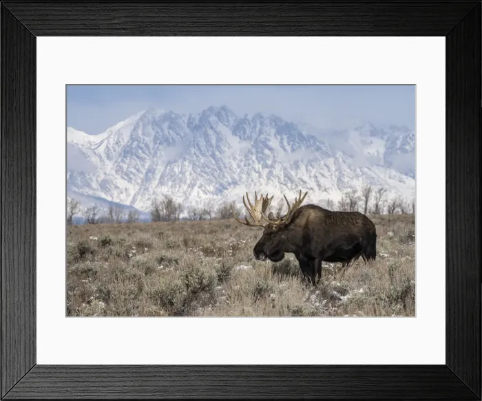 Framed Print : Bull moose (Alces alces), standing in front of Teton Range, Grand Teton National Park