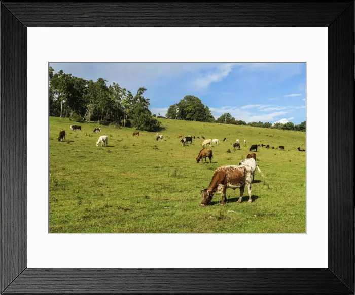 Framed Print : Cattle grazing in a Chiltern Hills valley at Rotherfield Greys just west of Framed Print : Cattle grazing in a Chiltern Hills valley at Rotherfield Greys just west of