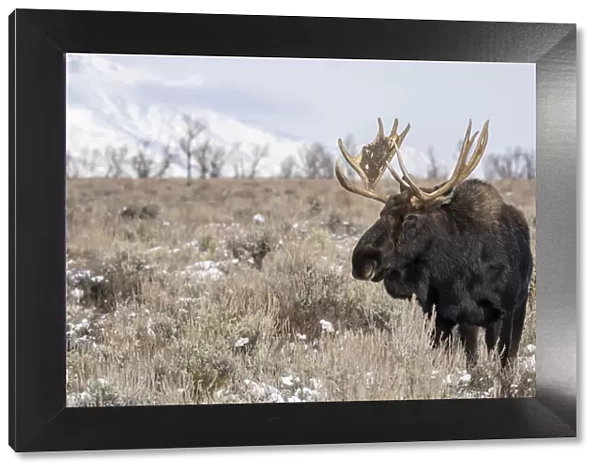Close up of bull moose (Alces alces), Grand Teton National Park, Wyoming