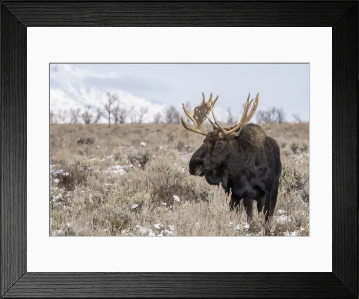 Framed Print : Close up of bull moose (Alces alces), Grand Teton National Park, Wyoming Framed Print : Close up of bull moose (Alces alces), Grand Teton National Park, Wyoming