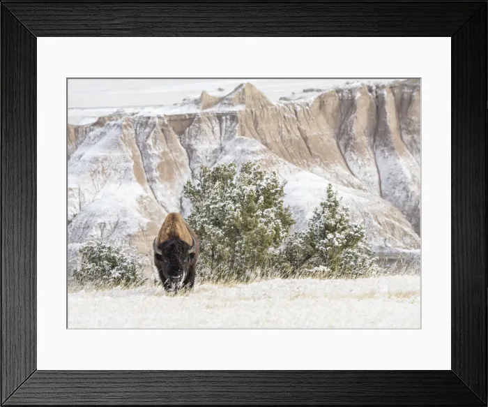 Framed Print : American Bison (Bison Bison) in the snow in the Badlands, Badlands National Park Framed Print : American Bison (Bison Bison) in the snow in the Badlands, Badlands National Park