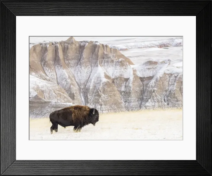 Framed Print : Profile of American Bison (Bison Bison) in the snow in the Badlands Framed Print : Profile of American Bison (Bison Bison) in the snow in the Badlands