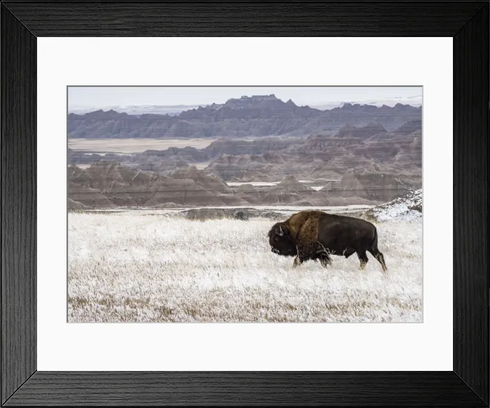 Framed Print : American Bison (Bison Bison) walking in the snow in the Badlands, Badlands National Park Framed Print : American Bison (Bison Bison) walking in the snow in the Badlands, Badlands National Park