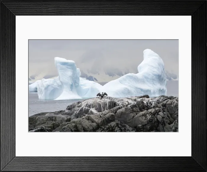 Framed Print : Antarctic shag spreading wings with wing-shaped iceberg, Antarctica, Polar Regions Framed Print : Antarctic shag spreading wings with wing-shaped iceberg, Antarctica, Polar Regions