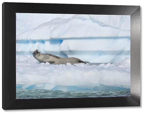 Crabeater seal with open mouth on ice floe, Antarctica, Polar Regions