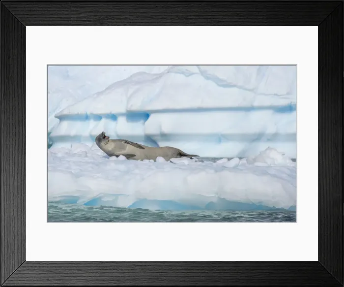 Framed Print : Crabeater seal with open mouth on ice floe, Antarctica, Polar Regions Framed Print : Crabeater seal with open mouth on ice floe, Antarctica, Polar Regions