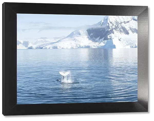 Humpback whale slapping tail with Antarctic background, Antarctica, Polar Regions