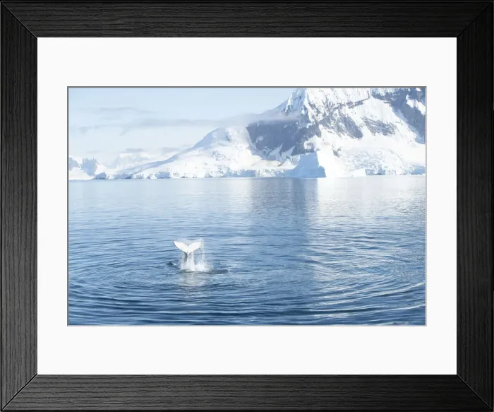 Framed Print : Humpback whale slapping tail with Antarctic background, Antarctica, Polar Regions Framed Print : Humpback whale slapping tail with Antarctic background, Antarctica, Polar Regions