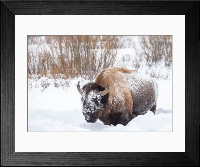Framed Print : Snow covered bison (Bison bison), Yellowstone National Park, UNESCO World Heritage Site Framed Print : Snow covered bison (Bison bison), Yellowstone National Park, UNESCO World Heritage Site