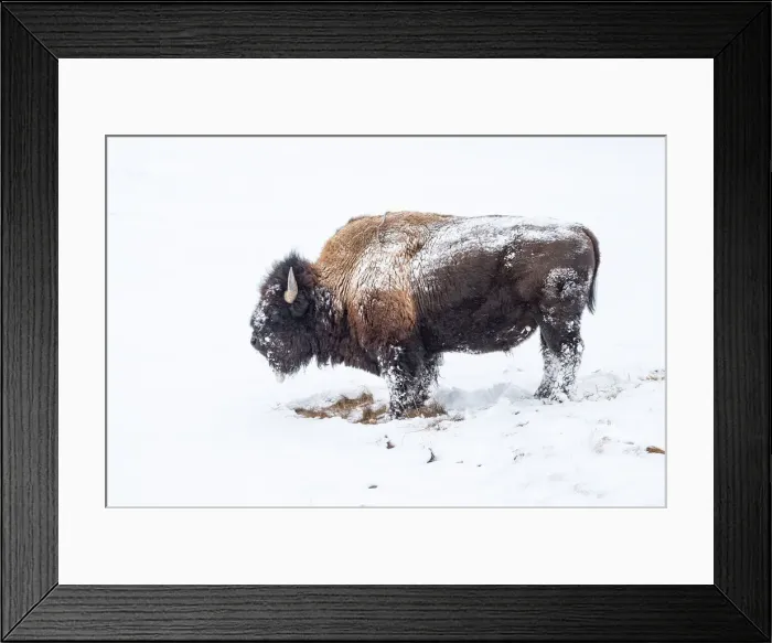 Framed Print : Snow covered bison (Bison bison), Yellowstone National Park, UNESCO World Heritage Site Framed Print : Snow covered bison (Bison bison), Yellowstone National Park, UNESCO World Heritage Site
