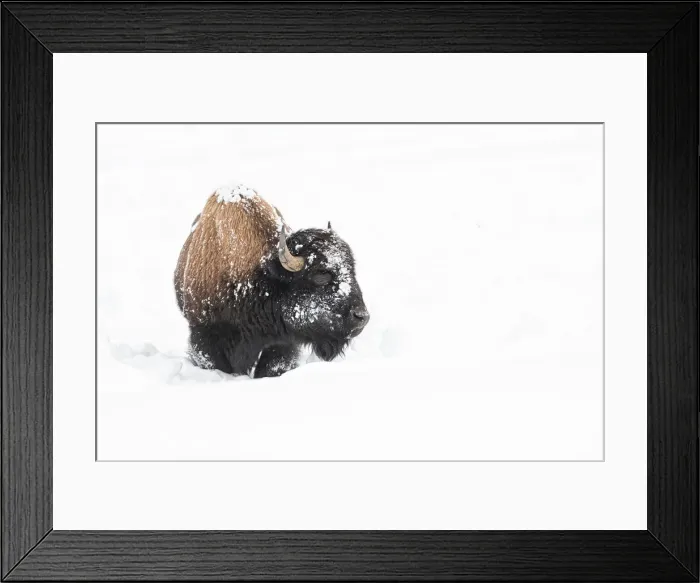 Framed Print : American bison (Bison bison), covered in snow, Montana, United States of America Framed Print : American bison (Bison bison), covered in snow, Montana, United States of America