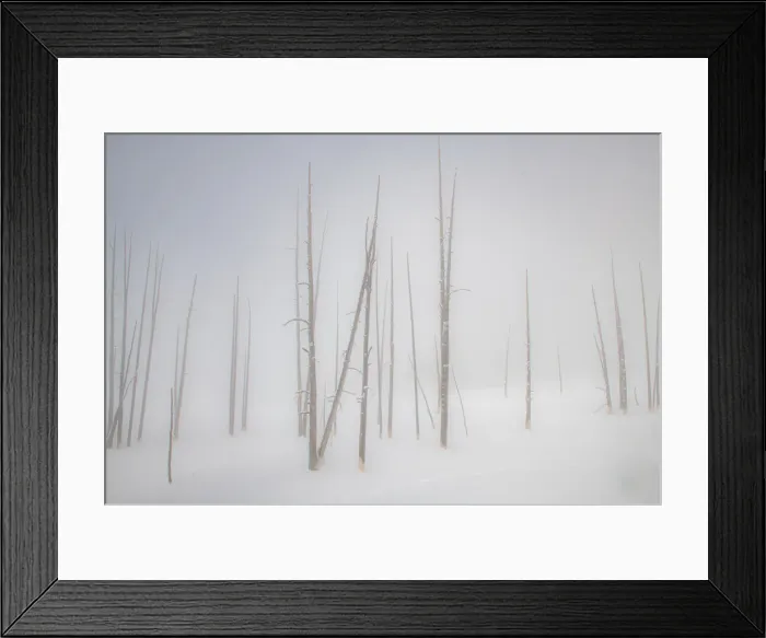 Framed Print : Snowscape trees in the fog, Yellowstone National Park, UNESCO World Heritage Site Framed Print : Snowscape trees in the fog, Yellowstone National Park, UNESCO World Heritage Site