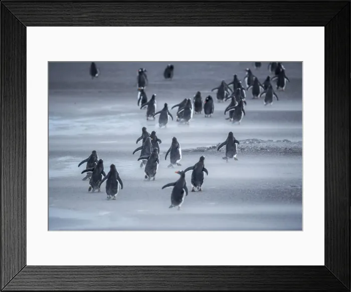 Framed Print : Gentoo Penguins (Pygocelis papua papua) walking, Sea Lion Island, Falkland Islands Framed Print : Gentoo Penguins (Pygocelis papua papua) walking, Sea Lion Island, Falkland Islands