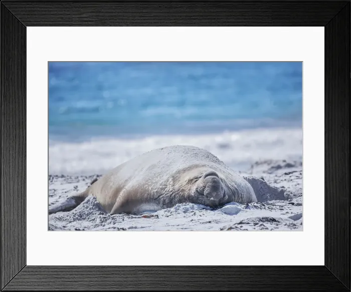 Framed Print : Southern elephant seal (Mirounga leonina) male resting on a sandy beach, Sea Lion Island Framed Print : Southern elephant seal (Mirounga leonina) male resting on a sandy beach, Sea Lion Island