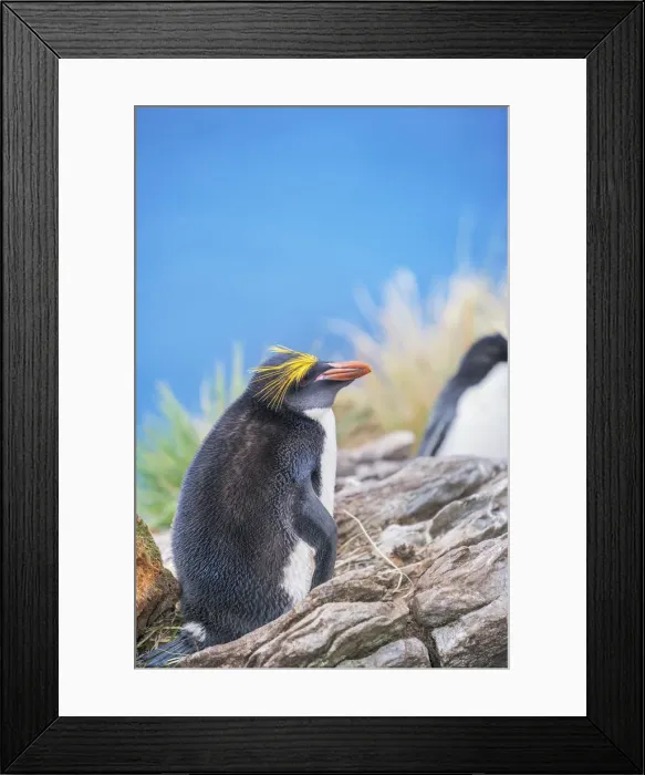 Framed Print : Macaroni penguin (Eudyptes chrysolophus) on a rocky islet, East Falkland Framed Print : Macaroni penguin (Eudyptes chrysolophus) on a rocky islet, East Falkland