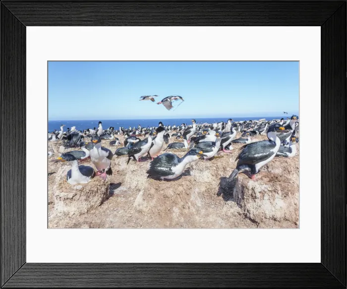 Framed Print : Imperial shags (Leucocarbo atriceps) colony, Sea Lion Island, Falkland Islands