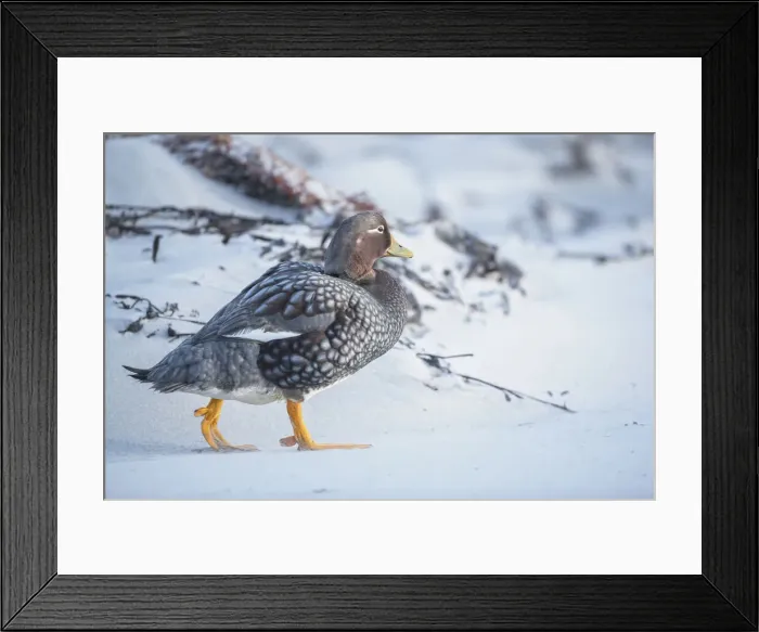 Framed Print : Steamer duck (Tachyeres brachypterus), Sea Lion Island, Falkland Islands, South America Framed Print : Steamer duck (Tachyeres brachypterus), Sea Lion Island, Falkland Islands, South America