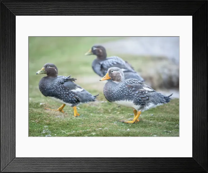 Framed Print : Steamer ducks, (Tachyeres brachypterus), Sea Lion Island, Falkland Islands, South America Framed Print : Steamer ducks, (Tachyeres brachypterus), Sea Lion Island, Falkland Islands, South America