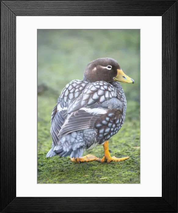 Framed Print : Steamer duck (Tachyeres brachypterus), Sea Lion Island, Falkland Islands, South America Framed Print : Steamer duck (Tachyeres brachypterus), Sea Lion Island, Falkland Islands, South America