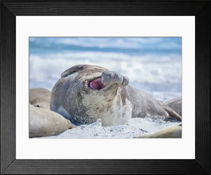 Framed Print : Southern elephant seal (Mirounga leonina) male on a sandy beach, Sea Lion Island Framed Print : Southern elephant seal (Mirounga leonina) male on a sandy beach, Sea Lion Island