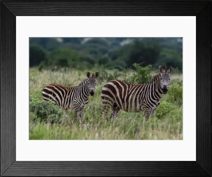 Framed Print : Grants zebra (Equus quagga boehmi), Tsavo, Kenya, East Africa, Africa