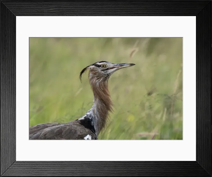 Framed Print : Kori bustard (Ardeotis kori), Tsavo, Kenya, East Africa, Africa Framed Print : Kori bustard (Ardeotis kori), Tsavo, Kenya, East Africa, Africa